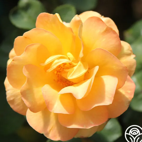 Heirloom Roses Dawn Chorus Outlet