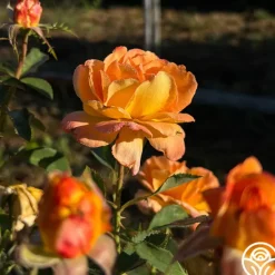 Heirloom Roses Dawn Chorus Outlet