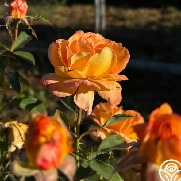 Heirloom Roses Dawn Chorus Outlet