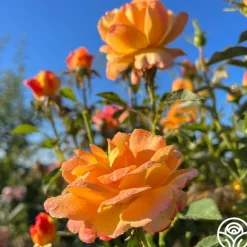 Heirloom Roses Dawn Chorus Outlet