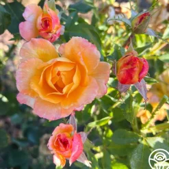 Heirloom Roses Dawn Chorus Outlet