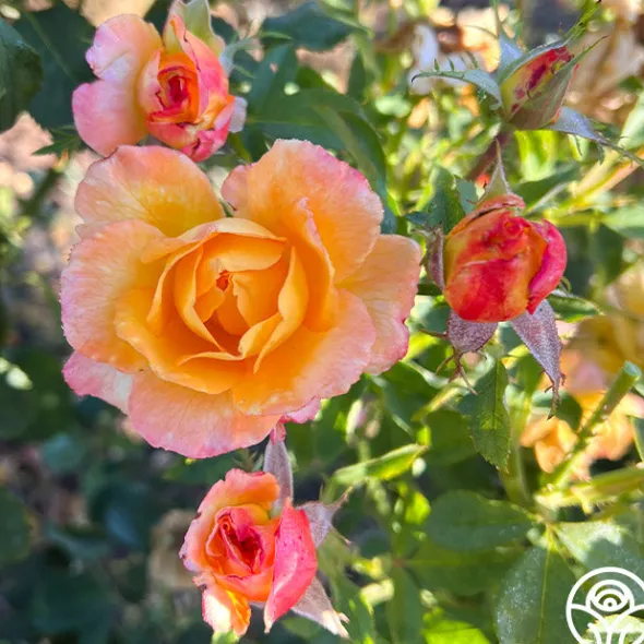 Heirloom Roses Dawn Chorus Outlet