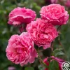Heirloom Roses Dee-Lish® Clearance