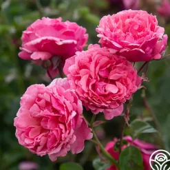 Heirloom Roses Dee-Lish® Clearance