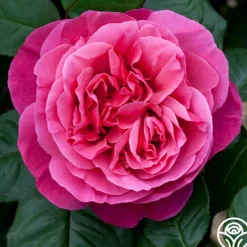 Heirloom Roses Dee-Lish® Clearance