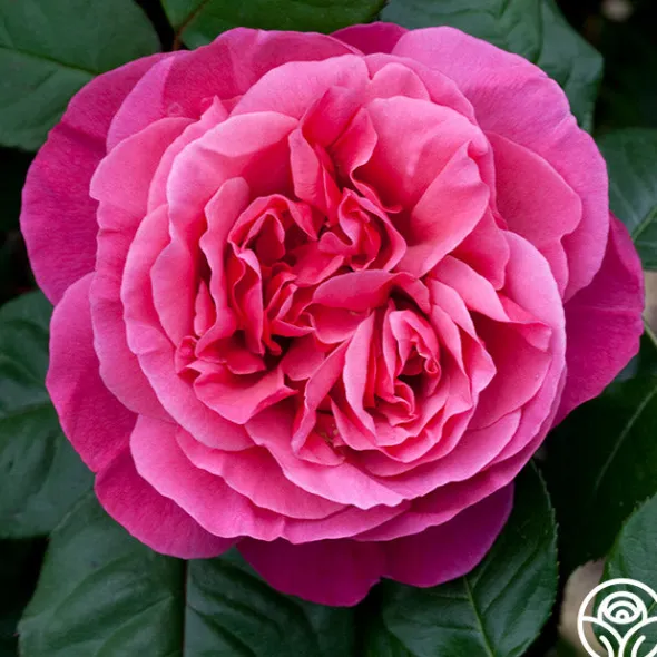 Heirloom Roses Dee-Lish® Clearance