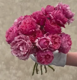 Heirloom Roses Dee-Lish® Clearance