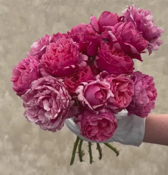 Heirloom Roses Dee-Lish® Clearance