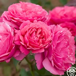 Heirloom Roses Dee-Lish® Clearance