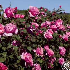 Heirloom Roses Dee-Lish® Clearance