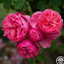 Heirloom Roses Dee-Lish® Clearance