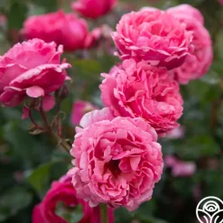 Heirloom Roses Dee-Lish® Clearance