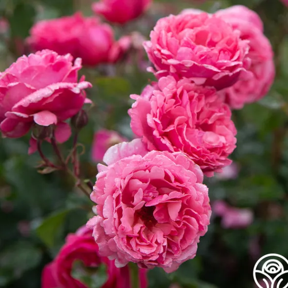 Heirloom Roses Dee-Lish® Clearance
