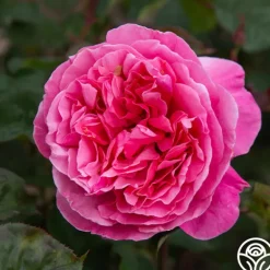 Heirloom Roses Dee-Lish® Clearance