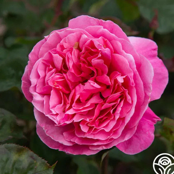 Heirloom Roses Dee-Lish® Clearance