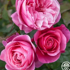 Heirloom Roses Dee-Lish® Clearance