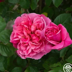 Heirloom Roses Dee-Lish® Clearance
