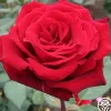 Heirloom Roses Deep Secret Outlet