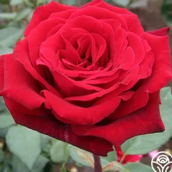 Heirloom Roses Deep Secret Outlet