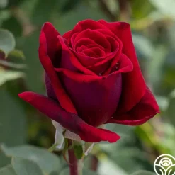 Heirloom Roses Deep Secret Outlet