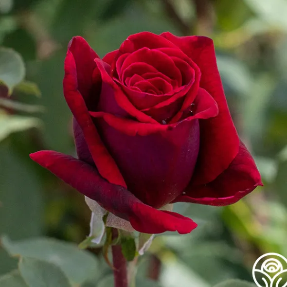 Heirloom Roses Deep Secret Outlet