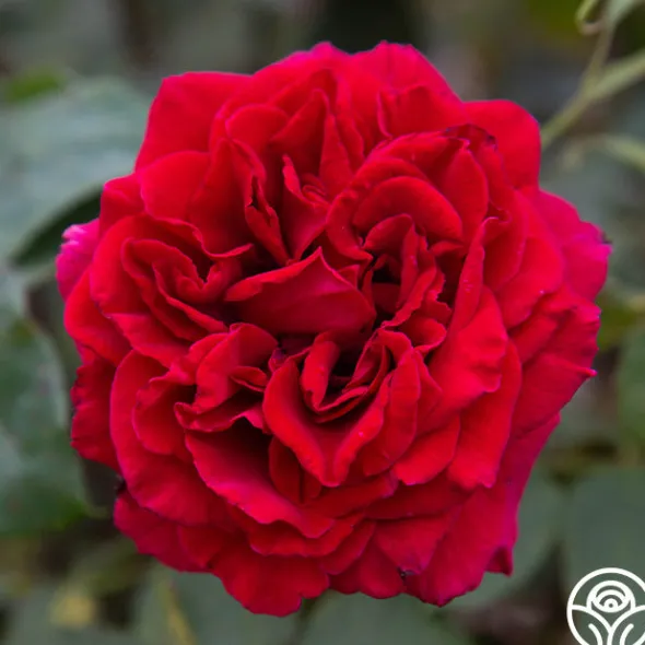 Heirloom Roses Deep Secret Outlet