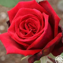 Heirloom Roses Deep Secret Outlet