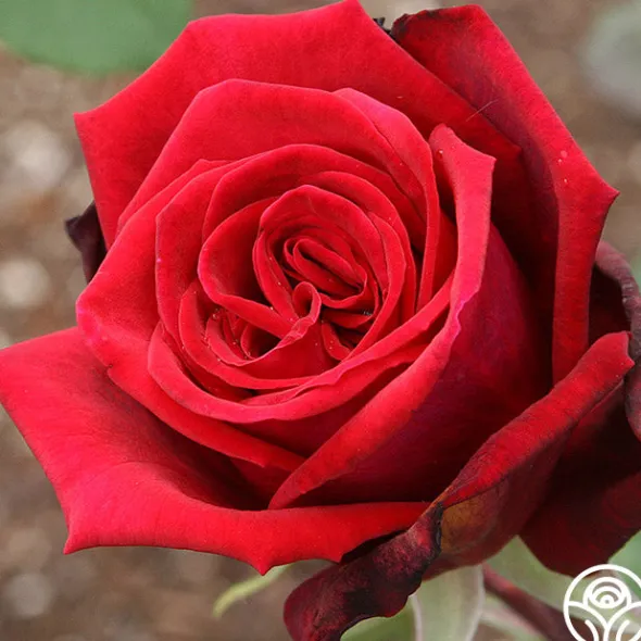 Heirloom Roses Deep Secret Outlet