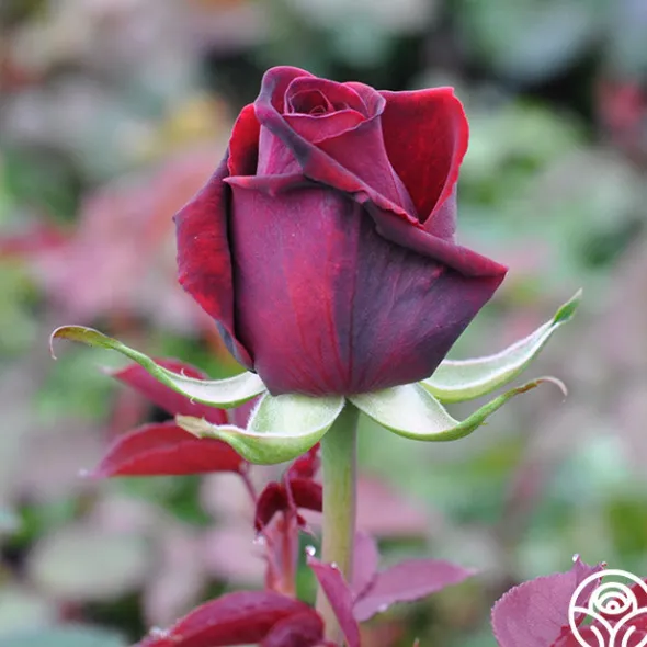 Heirloom Roses Deep Secret Outlet