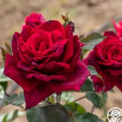 Heirloom Roses Deep Secret Outlet