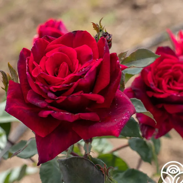 Heirloom Roses Deep Secret Outlet