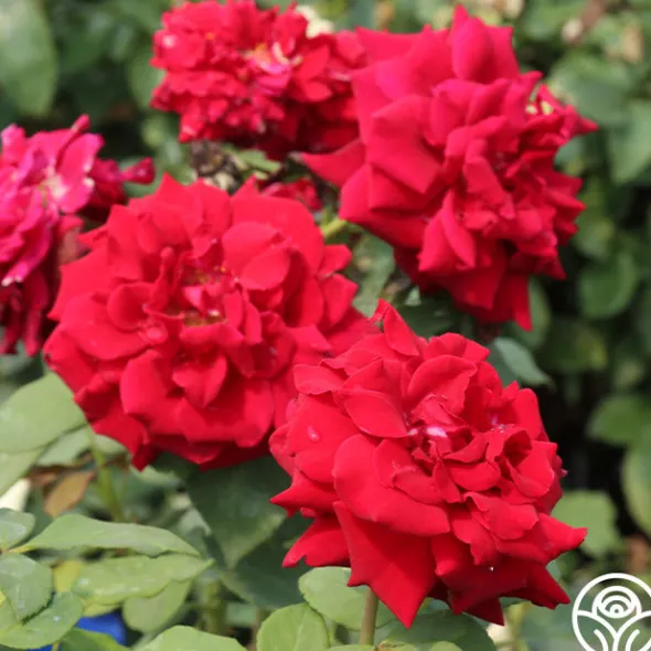 Heirloom Roses Deep Secret Outlet