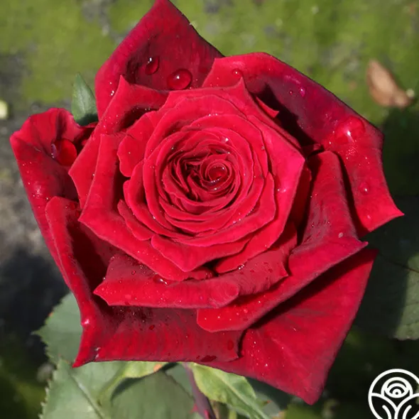 Heirloom Roses Deep Secret Outlet