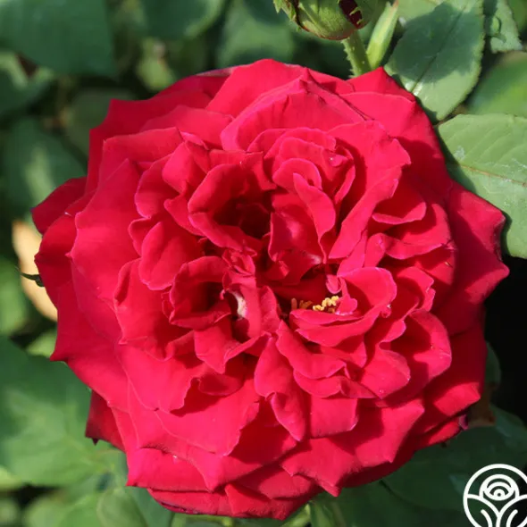 Heirloom Roses Deep Secret Outlet
