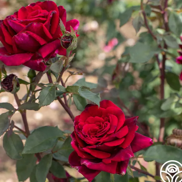 Heirloom Roses Deep Secret Outlet