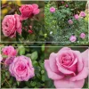 Heirloom Roses Deeply Fragrant Collection Online