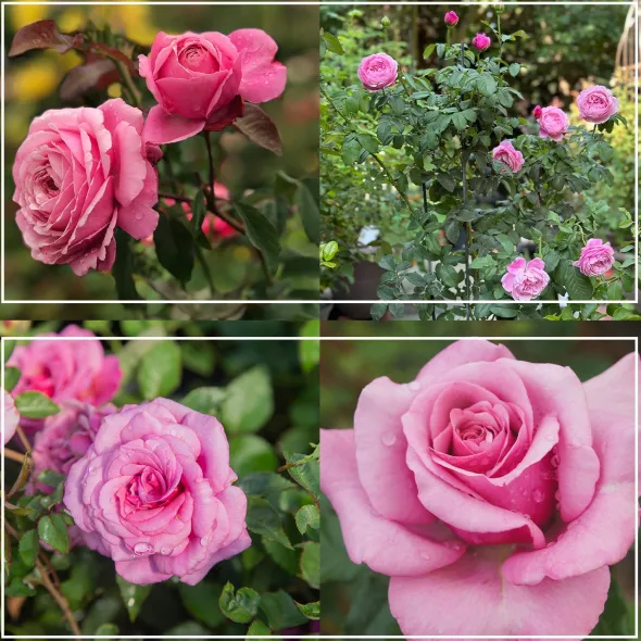 Heirloom Roses Deeply Fragrant Collection Online