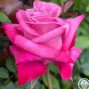 Heirloom Roses Dejá Blu™ Hot