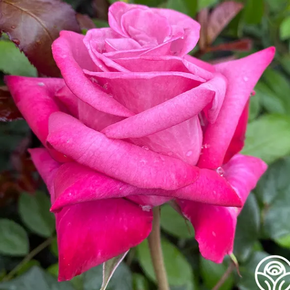Heirloom Roses Dejá Blu™ Hot