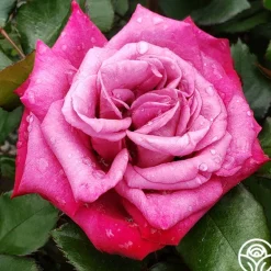 Heirloom Roses Dejá Blu™ Hot