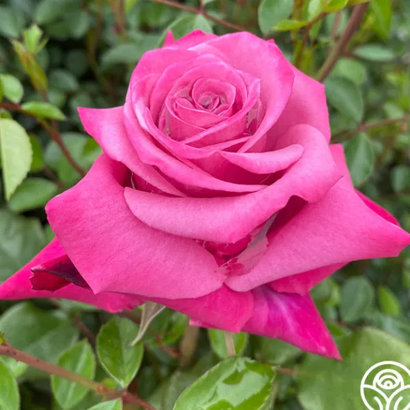 Heirloom Roses Dejá Blu™ Hot