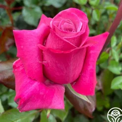 Heirloom Roses Dejá Blu™ Hot