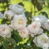 Heirloom Roses Desdemona