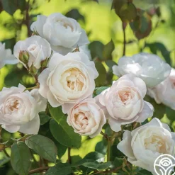 Heirloom Roses Desdemona
