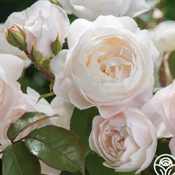 Heirloom Roses Desdemona