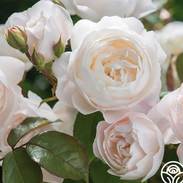 Heirloom Roses Desdemona
