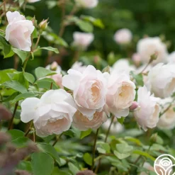 Heirloom Roses Desdemona