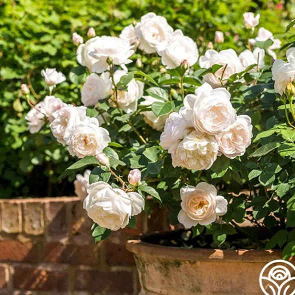 Heirloom Roses Desdemona