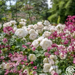 Heirloom Roses Desdemona