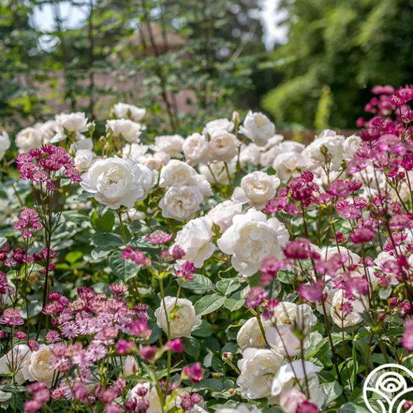 Heirloom Roses Desdemona